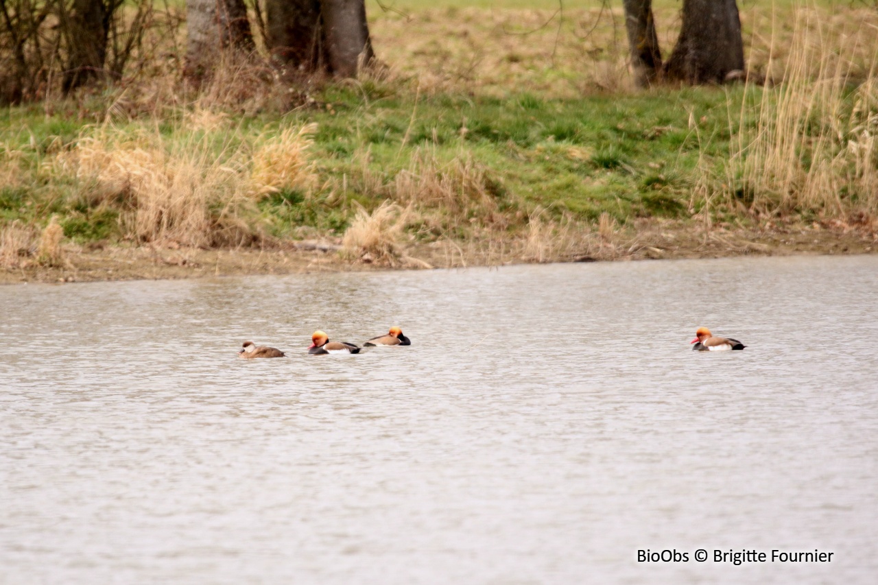 Nette rousse - Netta rufina - Brigitte Fournier - BioObs