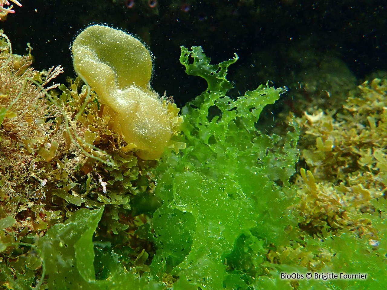 Ulve rigide - Ulva rigida - Brigitte Fournier - BioObs