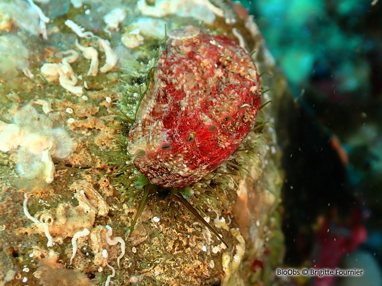 Ormeau méditerranéen - Haliotis tuberculata lamellosa - Brigitte Fournier - BioObs