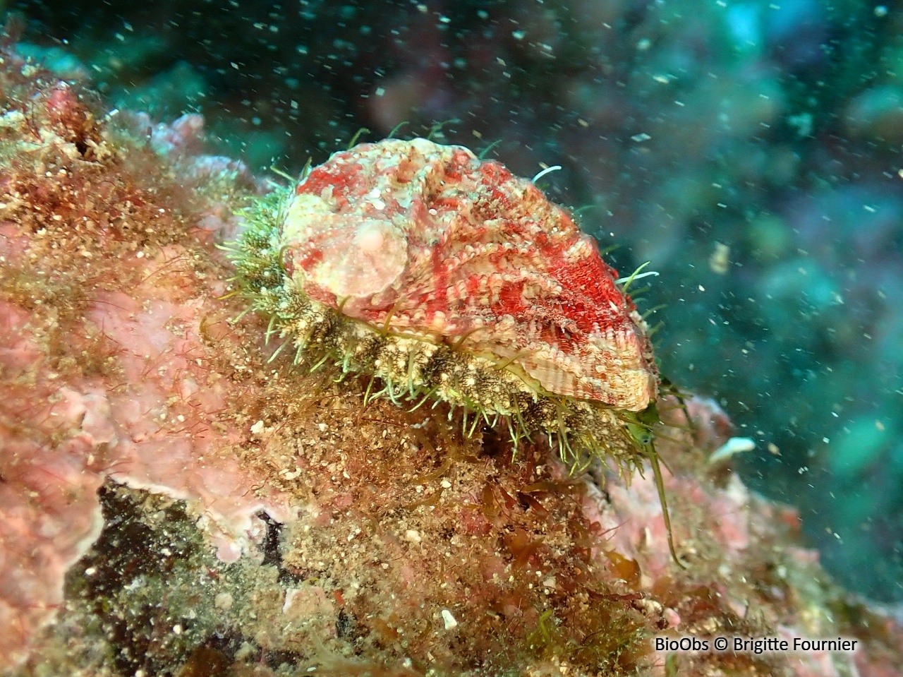 Ormeau méditerranéen - Haliotis tuberculata lamellosa - Brigitte Fournier - BioObs