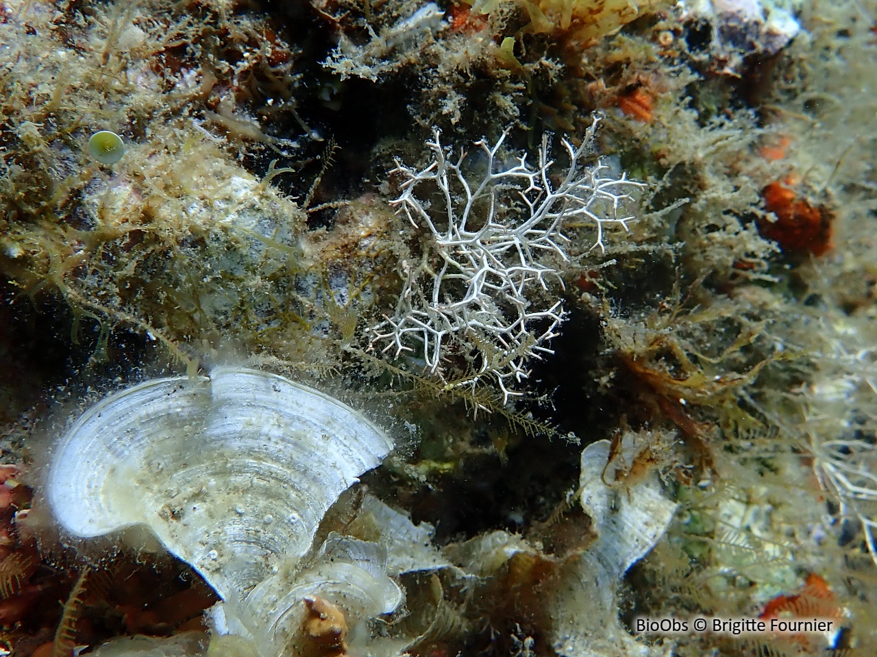Liagore - Liagora viscida - Brigitte Fournier - BioObs