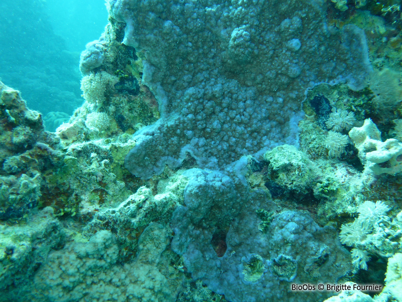 Corail poreux bleu - Montipora efflorescens - Brigitte Fournier - BioObs