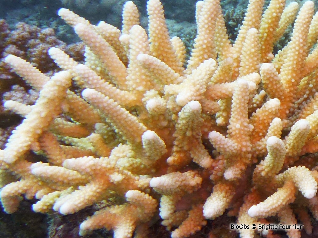 Acropore, corail table ou branchu - Acropora sp - Brigitte Fournier - BioObs