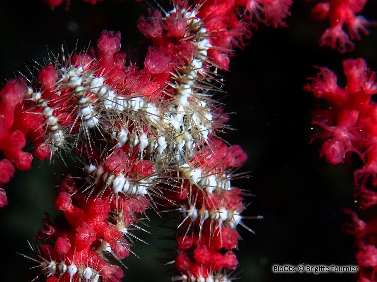 Ophiure des gorgones - Ophiacantha setosa - Brigitte Fournier - BioObs