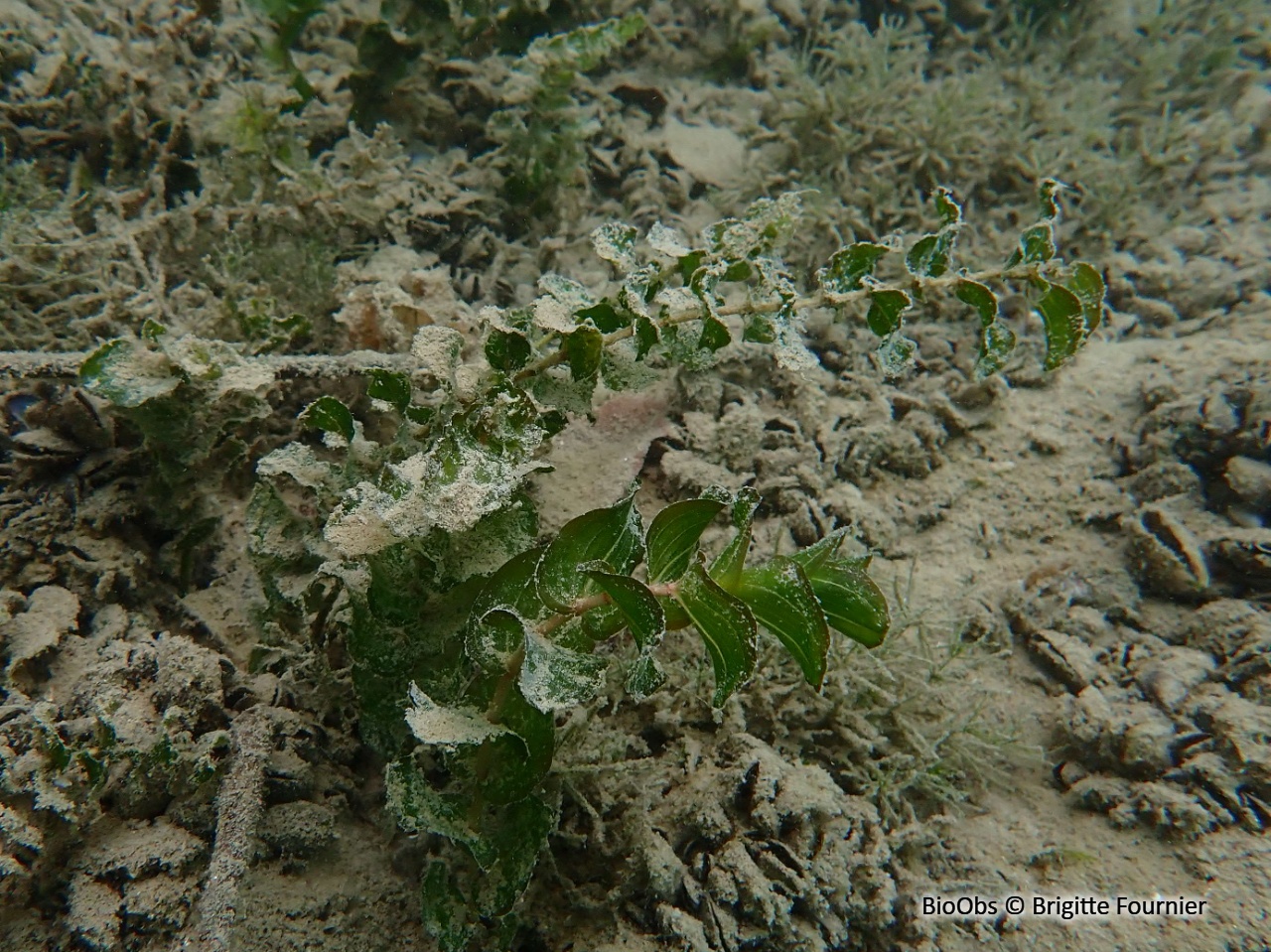 Potamot perfolié - Potamogeton perfoliatus - Brigitte Fournier - BioObs