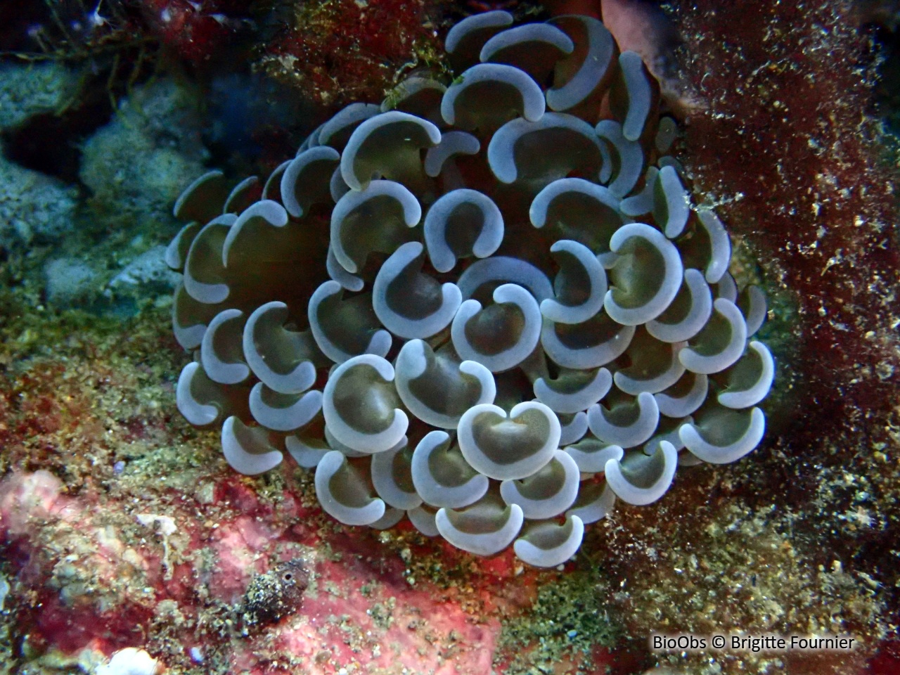 Corail à croissants - Fimbriaphyllia ancora - Brigitte Fournier - BioObs