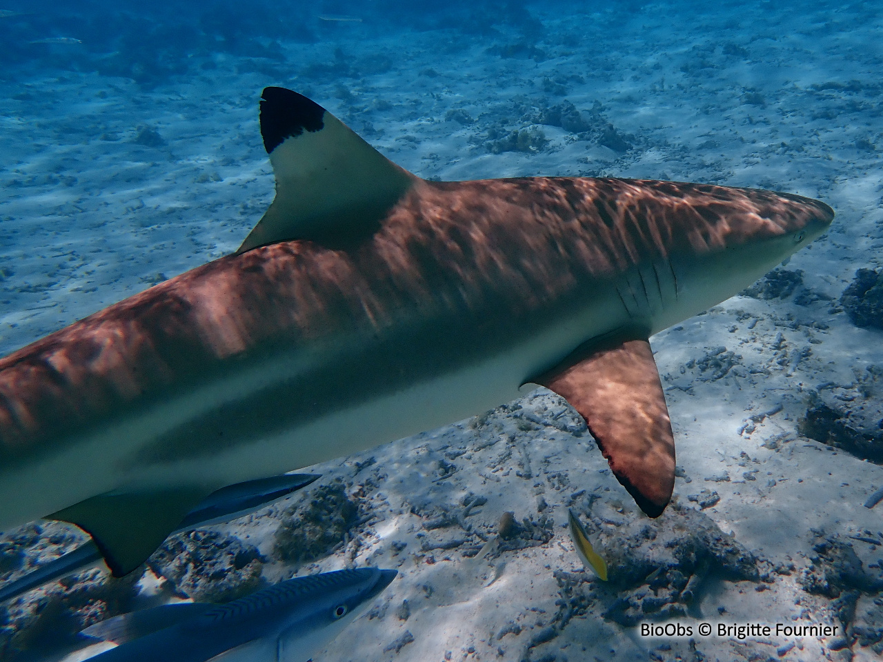 Requin à pointes noires - Carcharhinus melanopterus - Brigitte Fournier - BioObs
