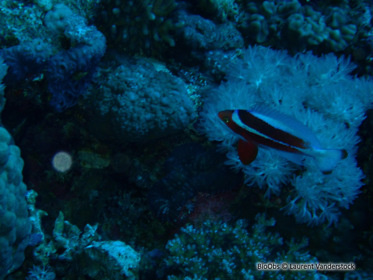 Anthias à une ligne - Pseudanthias taeniatus - Brigitte Fournier - BioObs