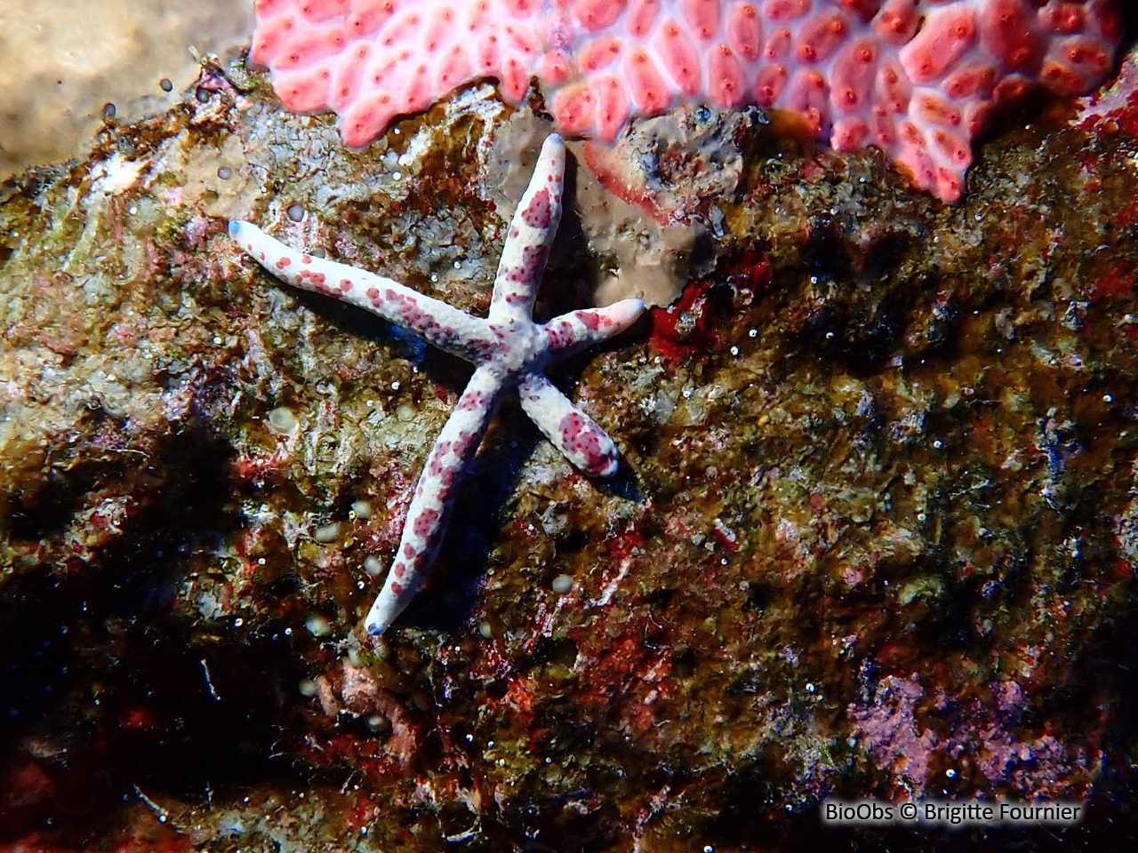 Cométe de mer - Linckia multifora - Brigitte Fournier - BioObs