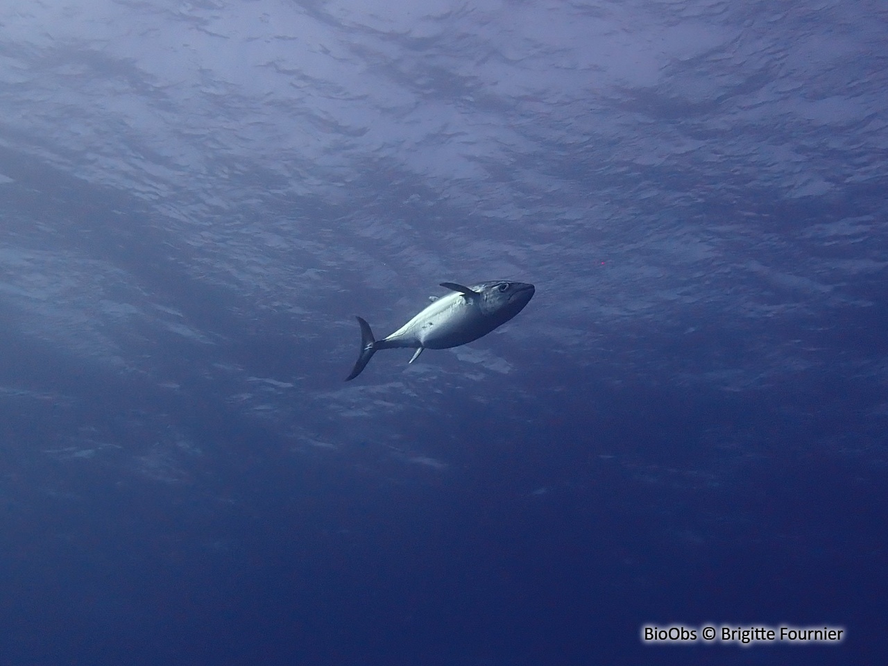 Thon dents-de-chien - Gymnosarda unicolor - Brigitte Fournier - BioObs