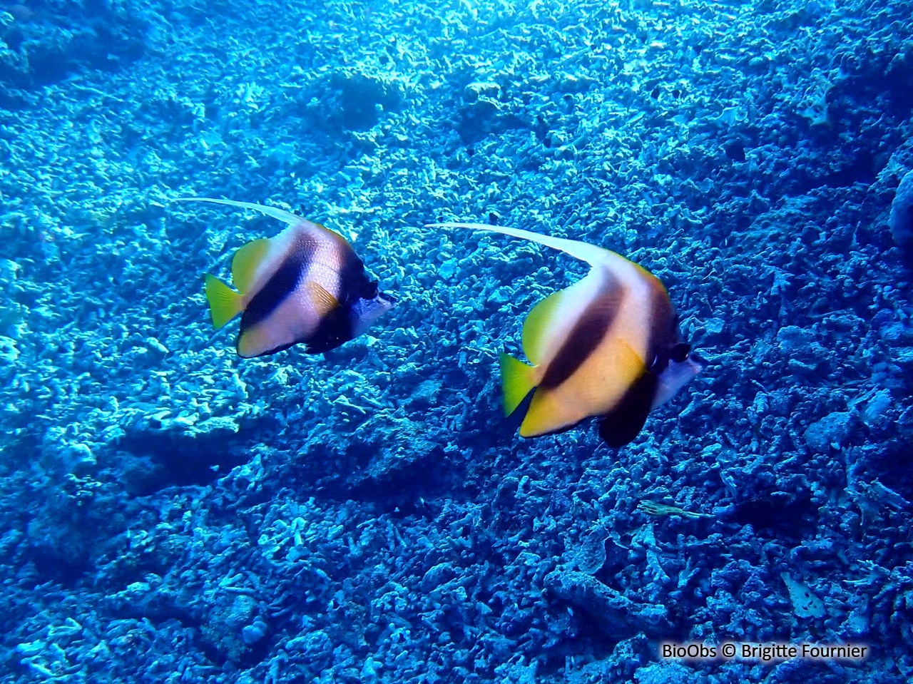 Poisson-cocher de Mer Rouge - Heniochus intermedius - Brigitte Fournier - BioObs