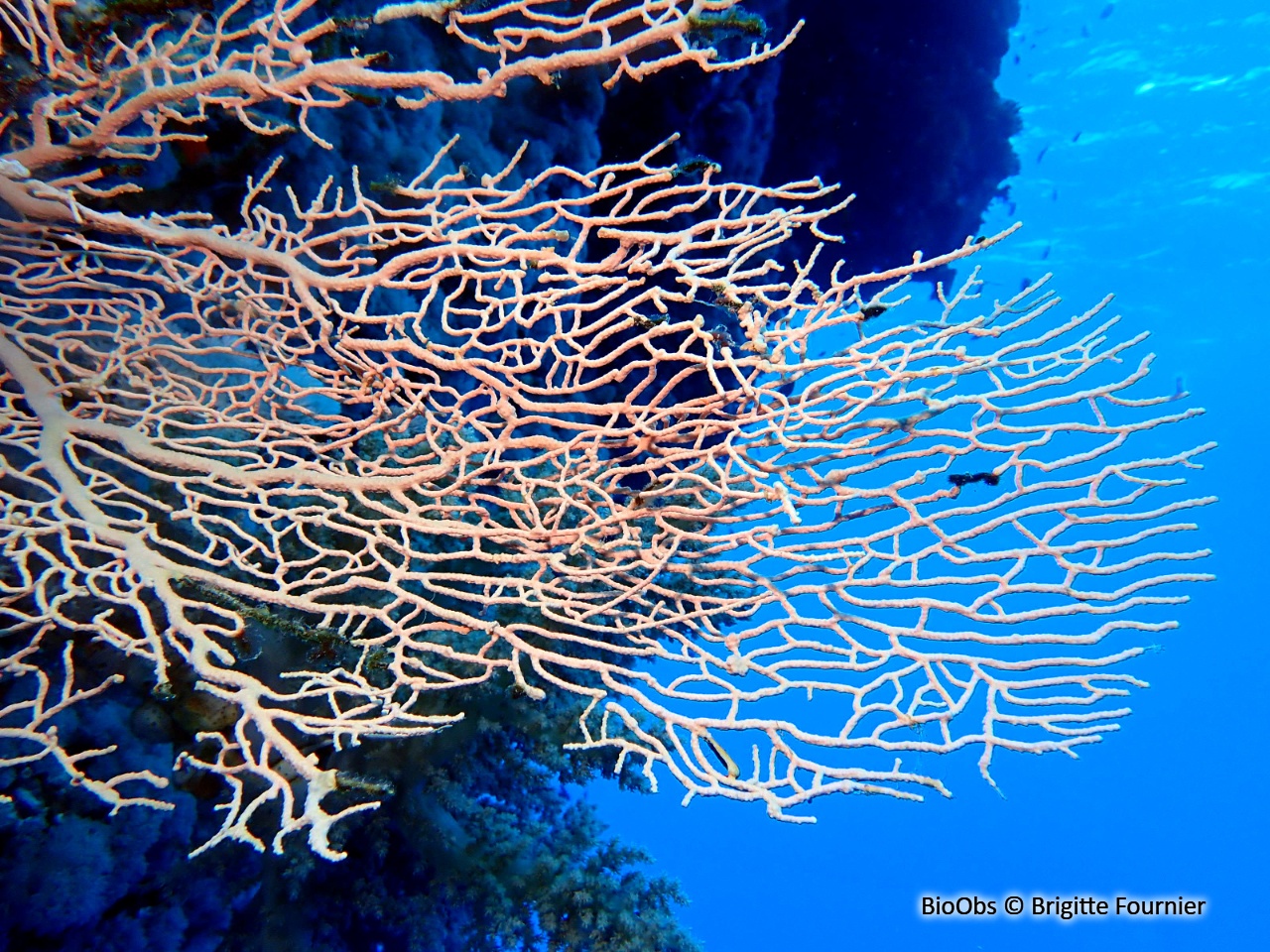 Gorgone géante éventail - Annella mollis - Brigitte Fournier - BioObs
