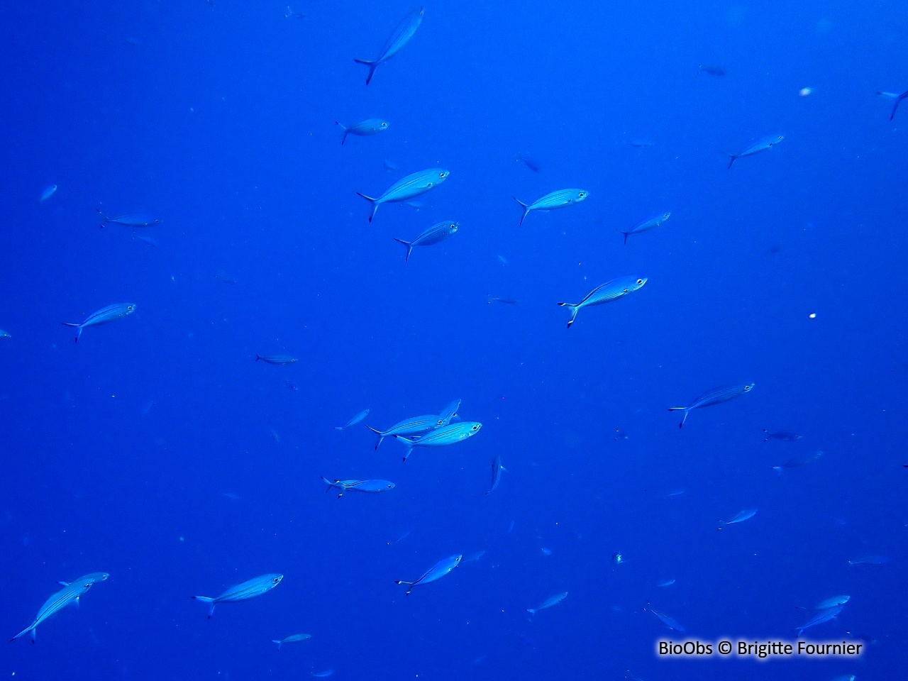 Fusilier de Suez - Caesio suevica - Brigitte Fournier - BioObs