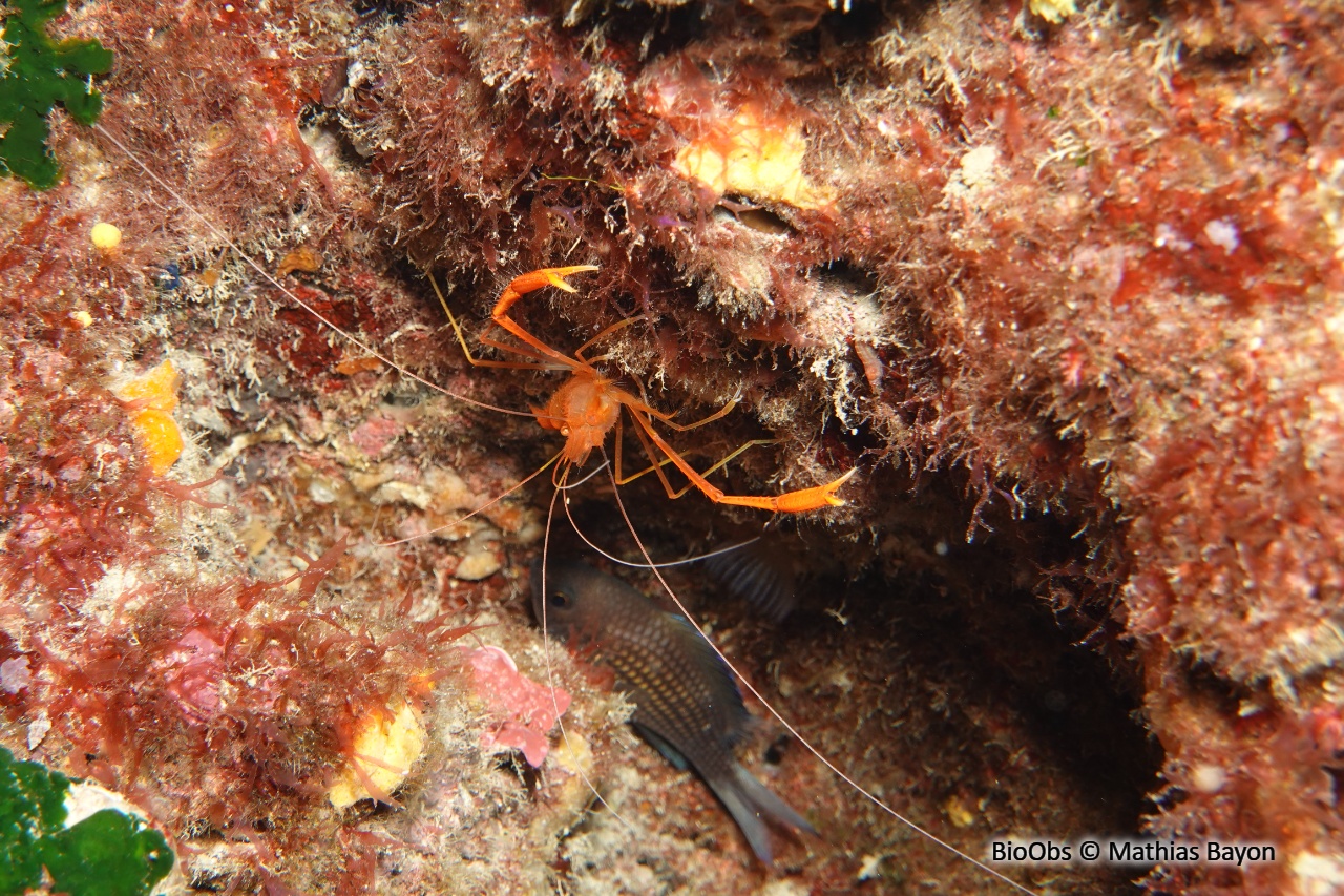 Crevette cavernicole à grandes pinces - Stenopus spinosus - Mathias Bayon - BioObs