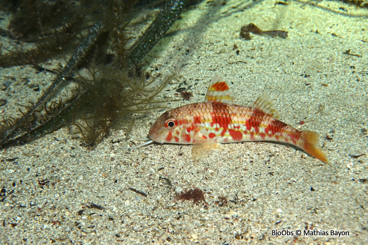 Rouget de roche - Mullus surmuletus - Mathias Bayon - BioObs