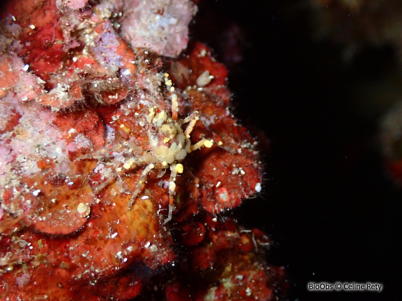 Araignée de mer ridée - Herbstia condyliata - Celine Rety - BioObs