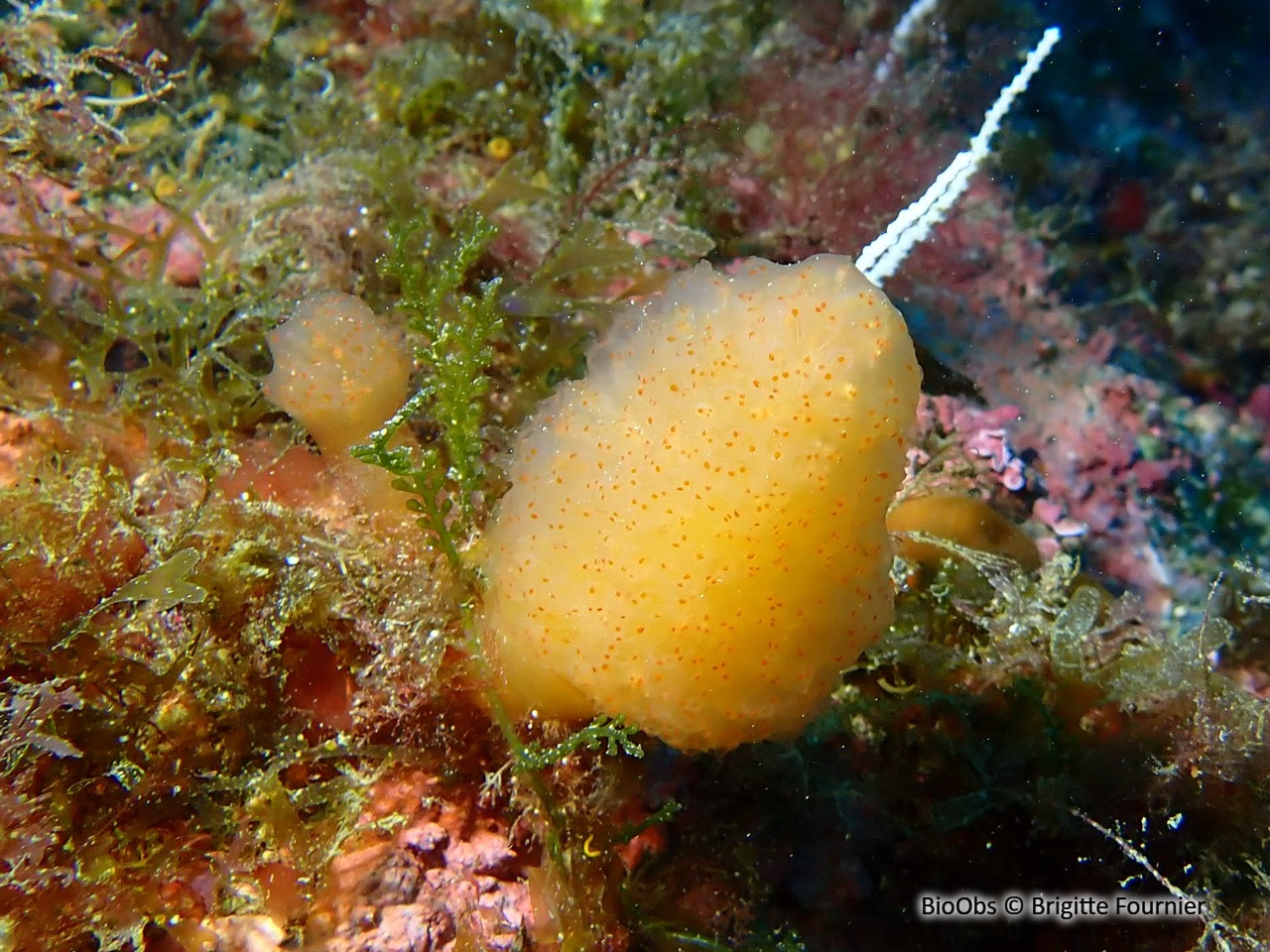 Pseudodistoma corse - Pseudodistoma cyrnusense - Brigitte Fournier - BioObs