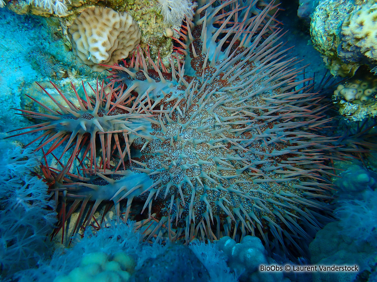 Acanthaster de Benzie - Acanthaster benziei - Brigitte Fournier - BioObs