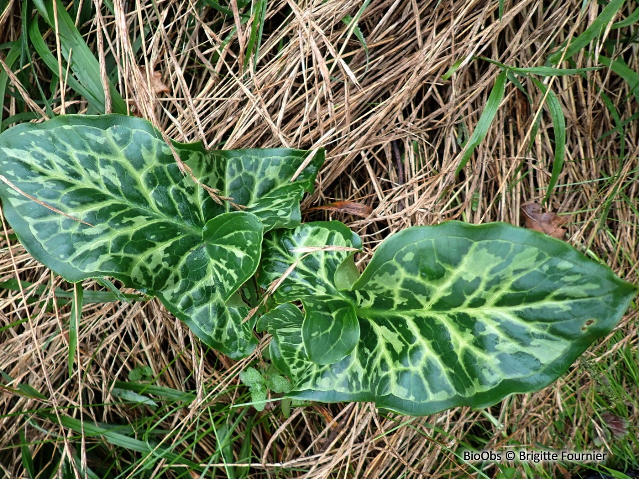 Arum d'Italie - Arum italicum - Brigitte Fournier - BioObs
