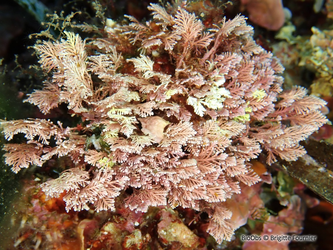 Coralline de Méditerranée - Corallina caespitosa - Brigitte Fournier - BioObs