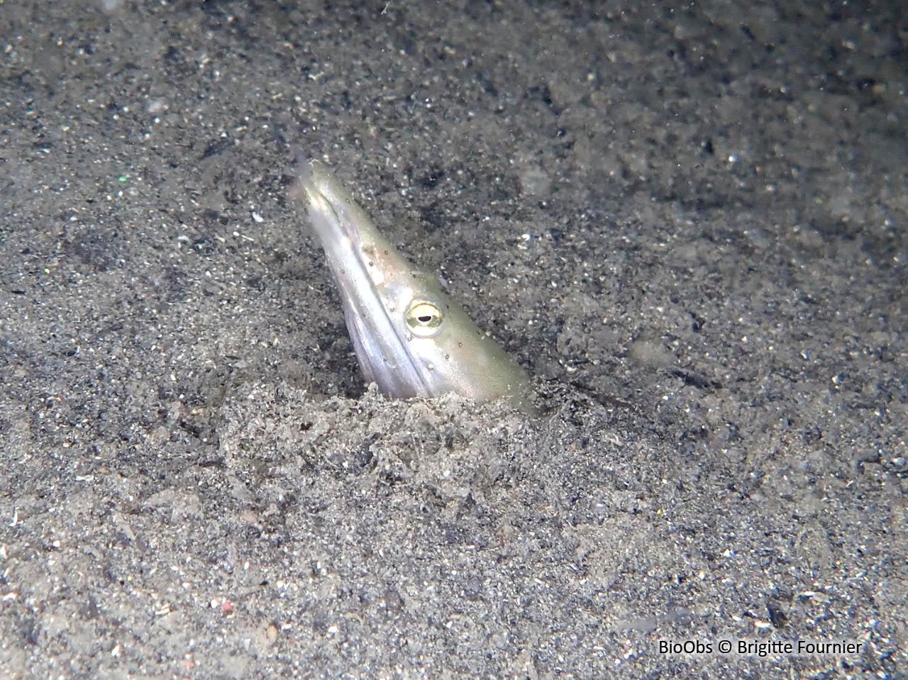 Serpenton à long nez - Ophisurus serpens - Brigitte Fournier - BioObs