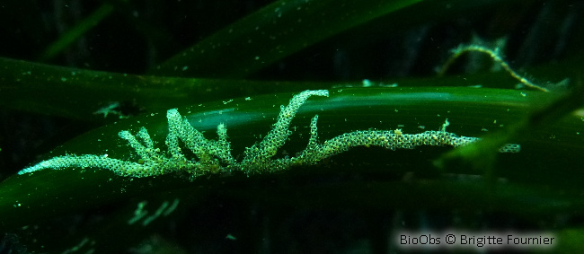 Bryozoaire de la posidonie - Electra posidoniae - Brigitte Fournier - BioObs