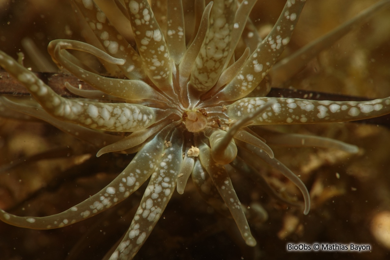 Anémone striée des posidonies - Paractinia striata - Mathias Bayon - BioObs