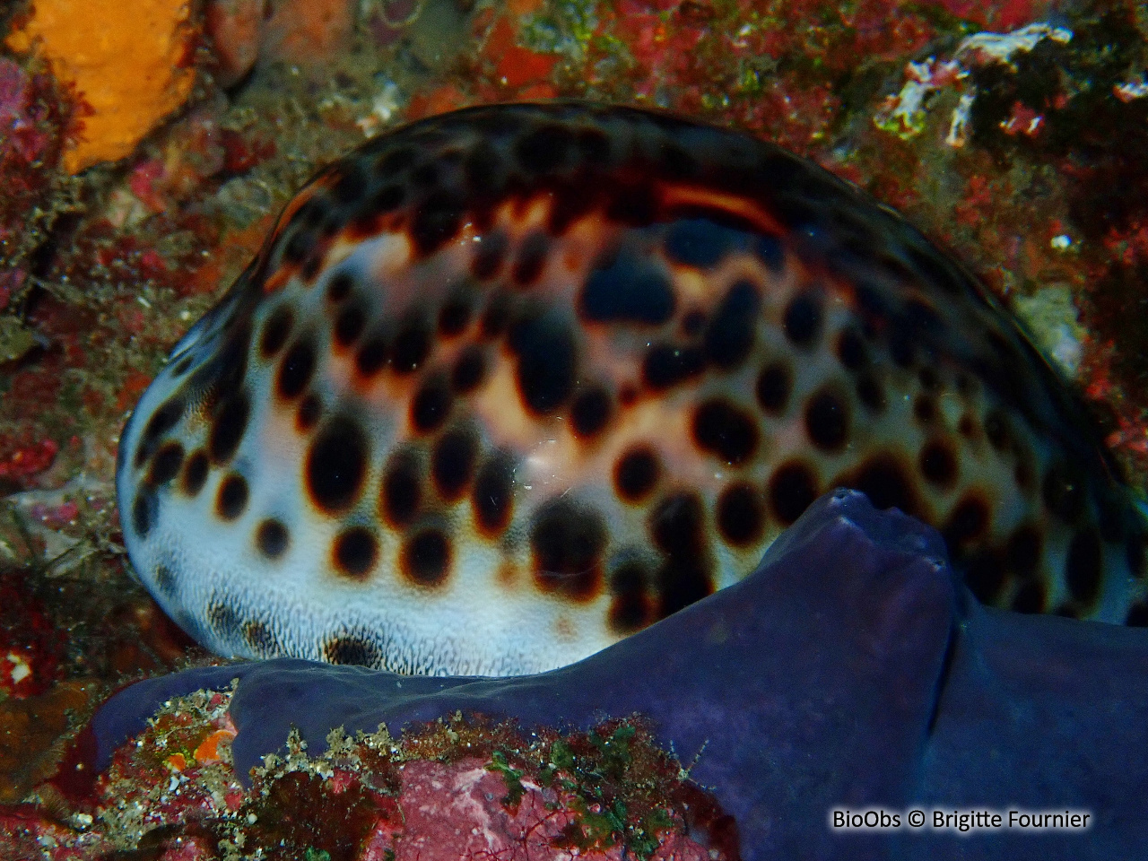 Porcelaine tigre - Cypraea tigris - Brigitte Fournier - BioObs
