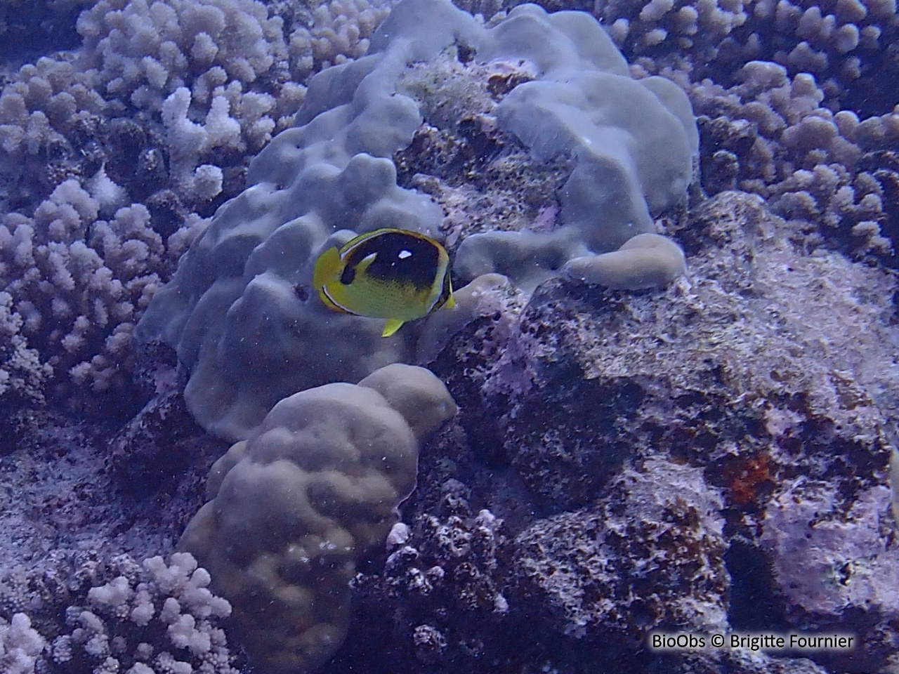 Poisson-papillon à 4 taches - Chaetodon quadrimaculatus - Brigitte Fournier - BioObs