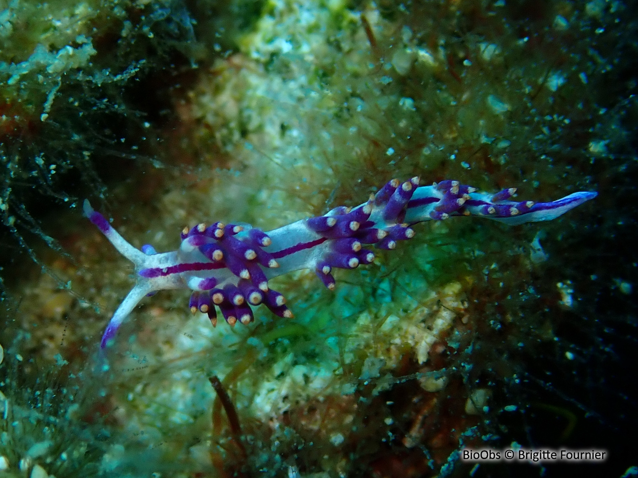 Flabelline à lignes rouges - Coryphellina rubrolineata - Brigitte Fournier - BioObs