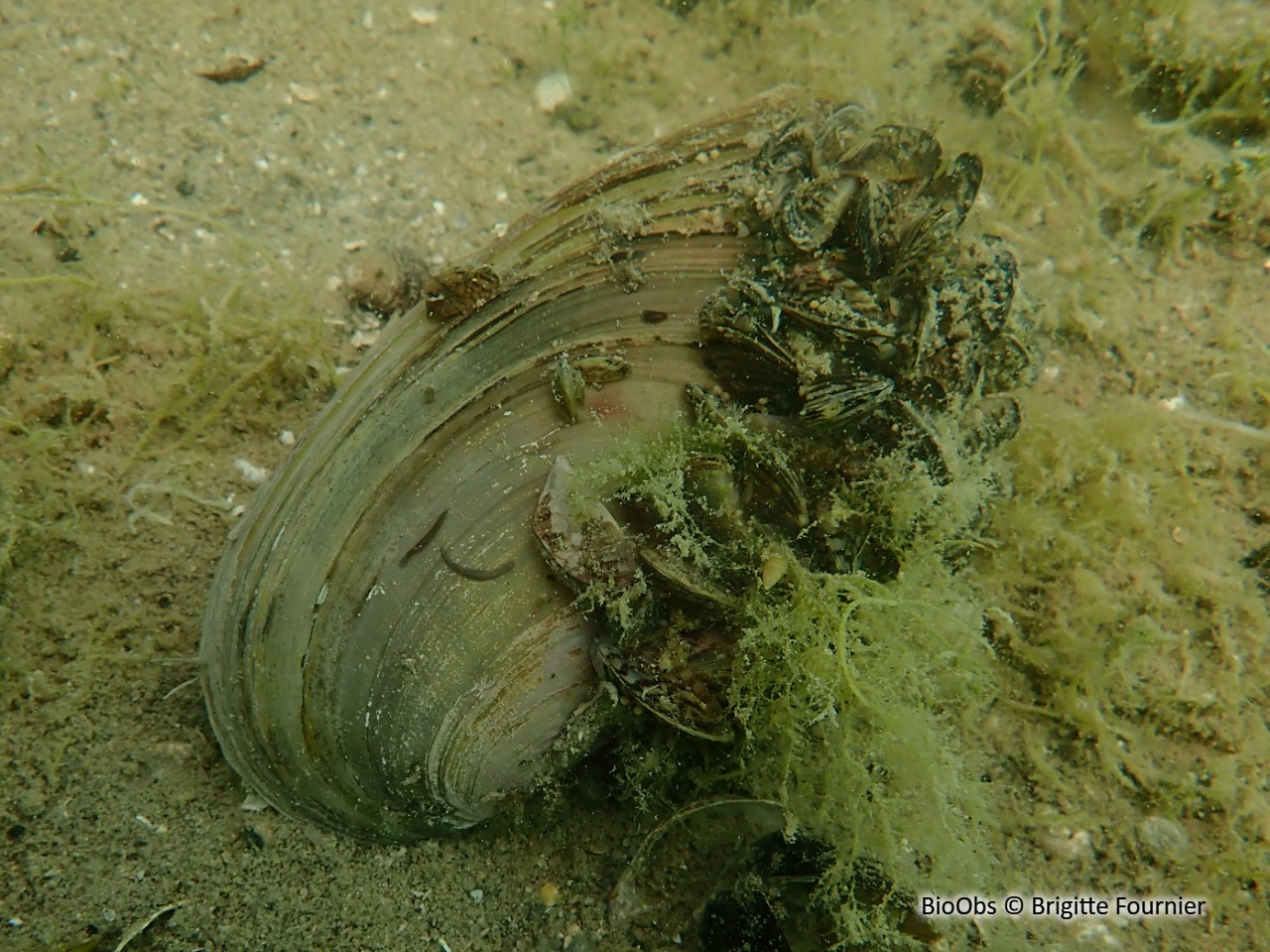 Anodonte - Anodonta sp. - Brigitte Fournier - BioObs
