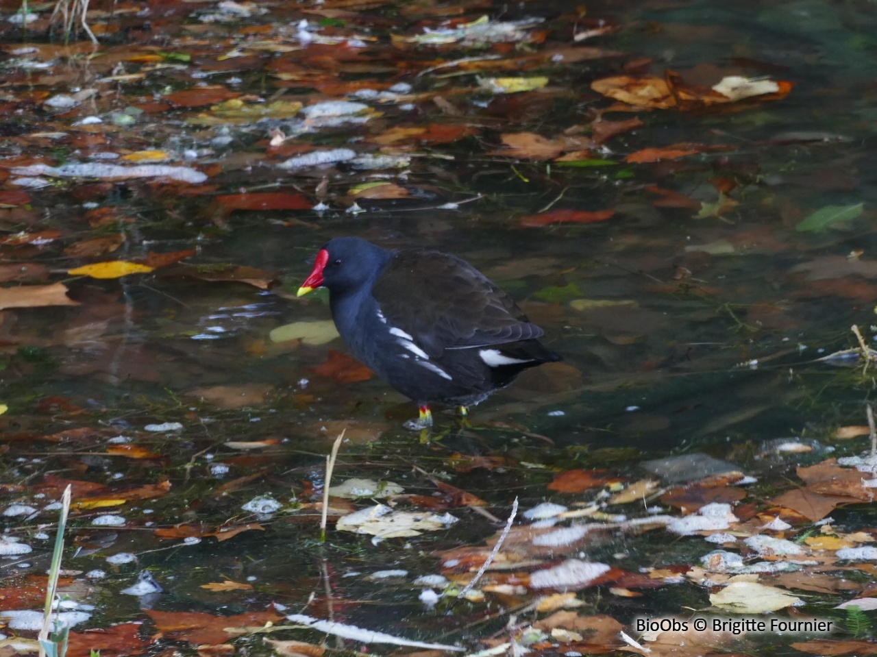 Gallinule poule-d'eau - Gallinula chloropus - Brigitte Fournier - BioObs