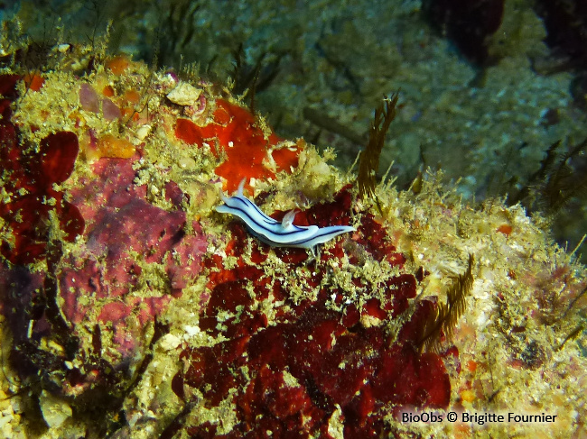 Doris de Loch - Chromodoris lochi - Brigitte Fournier - BioObs