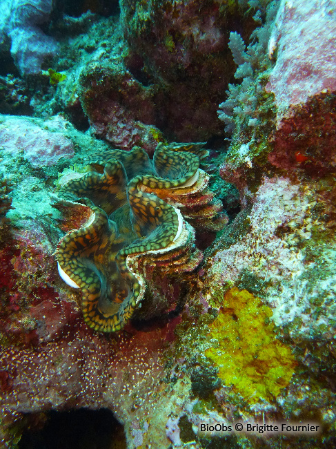 Grand bénitier gaufré - Tridacna squamosa - Brigitte Fournier - BioObs