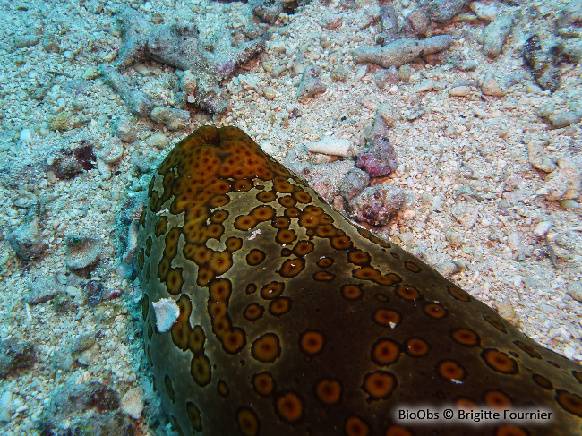 Holothurie léopard - Bohadschia argus - Brigitte Fournier - BioObs