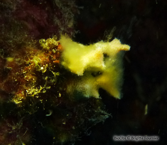 Bryozoaire corne d'élan - Dentiporella sardonica - Brigitte Fournier - BioObs