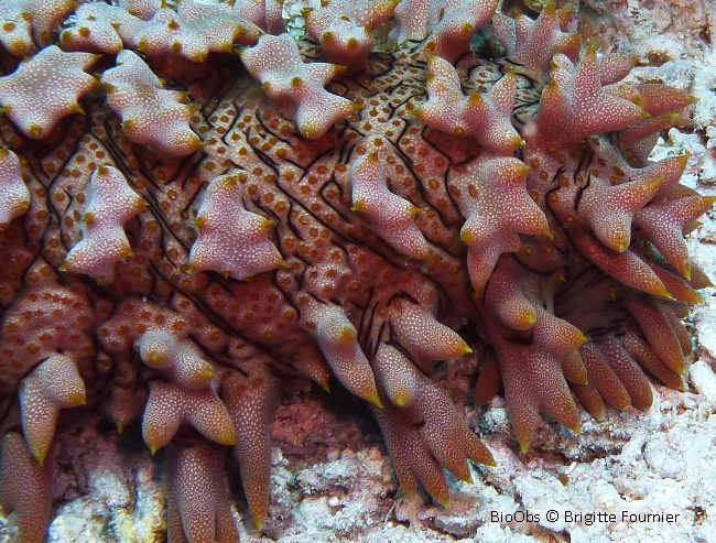 Concombre de mer épineux - Thelenota ananas - Brigitte Fournier - BioObs