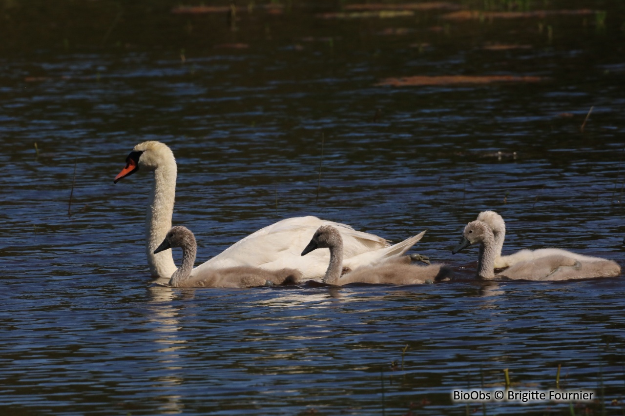 Cygne tuberculé - Cygnus olor - Brigitte Fournier - BioObs
