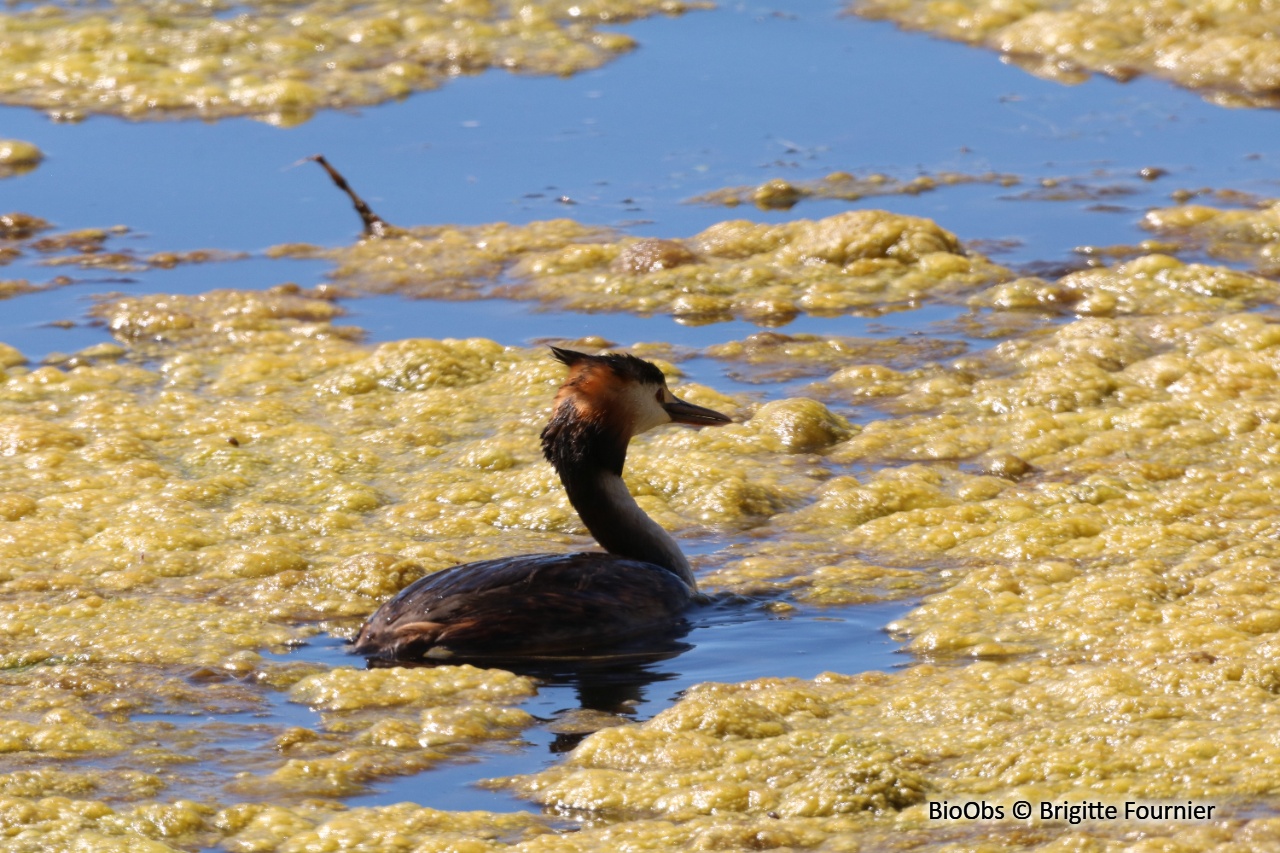 Grèbe huppé - Podiceps cristatus - Brigitte Fournier - BioObs