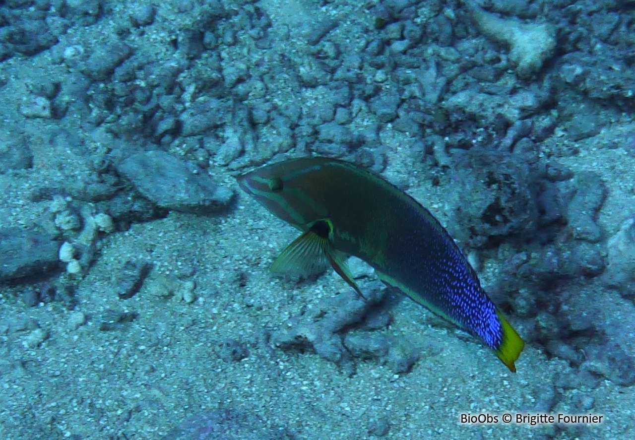 Girelle de Gaimard - Coris gaimard - Brigitte Fournier - BioObs