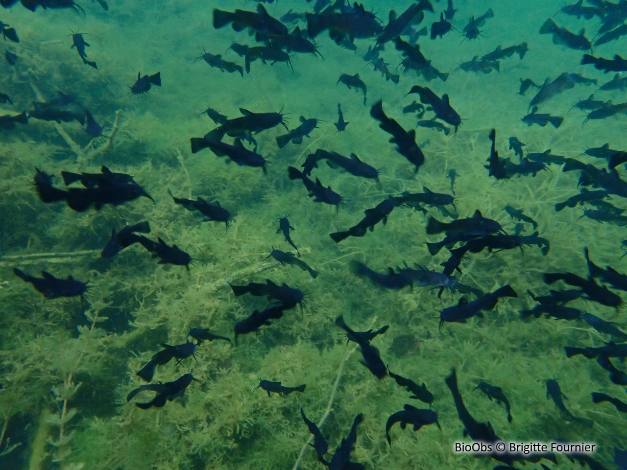 Poisson-chat - Ameiurus melas - Brigitte Fournier - BioObs