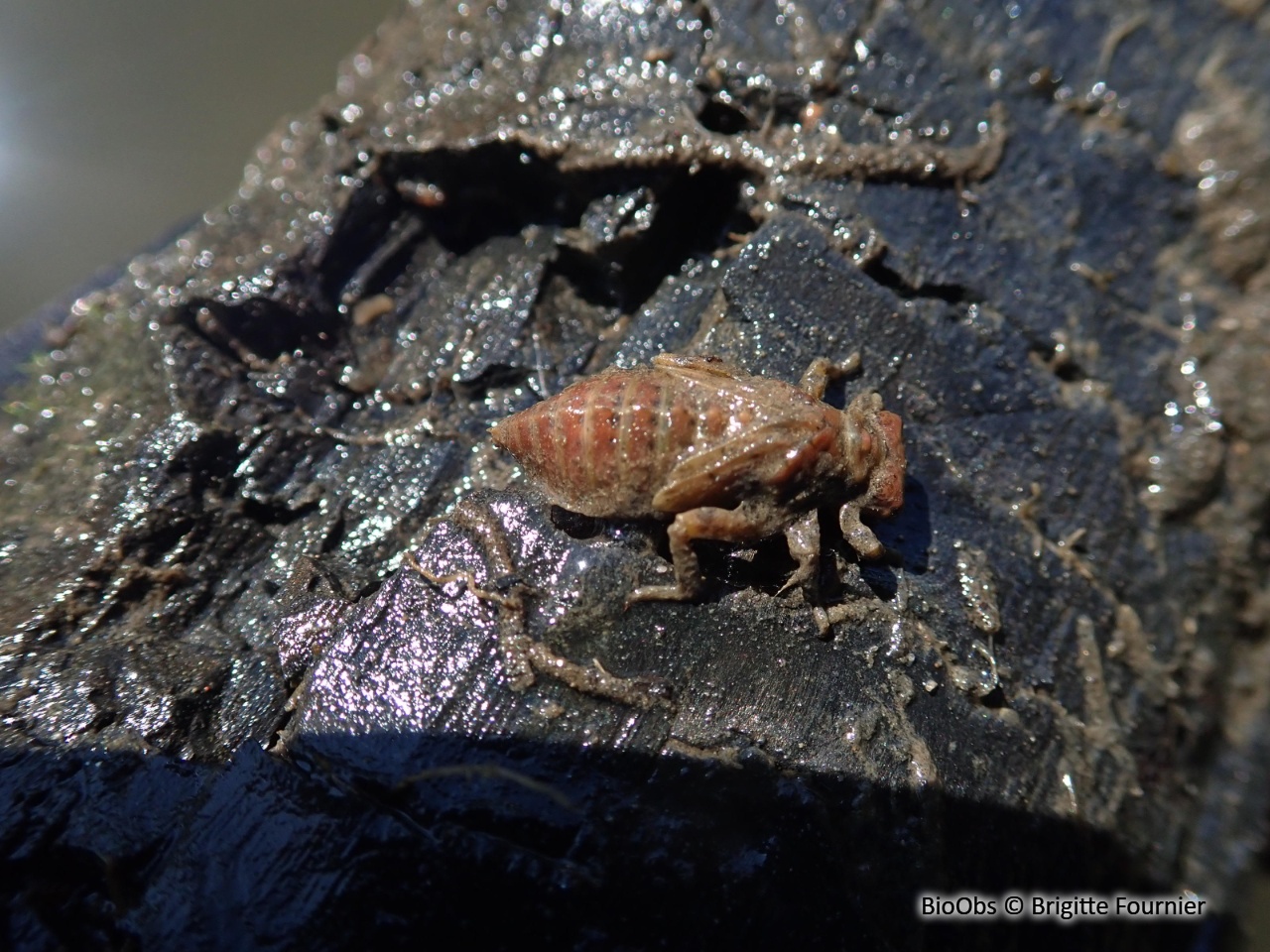 Larves de libellules vraies - Anisoptera sp. - Brigitte Fournier - BioObs