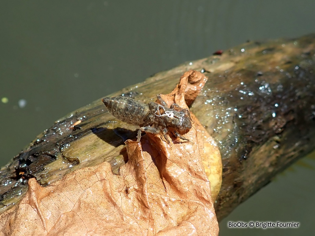 Larves de libellules vraies - Anisoptera sp. - Brigitte Fournier - BioObs