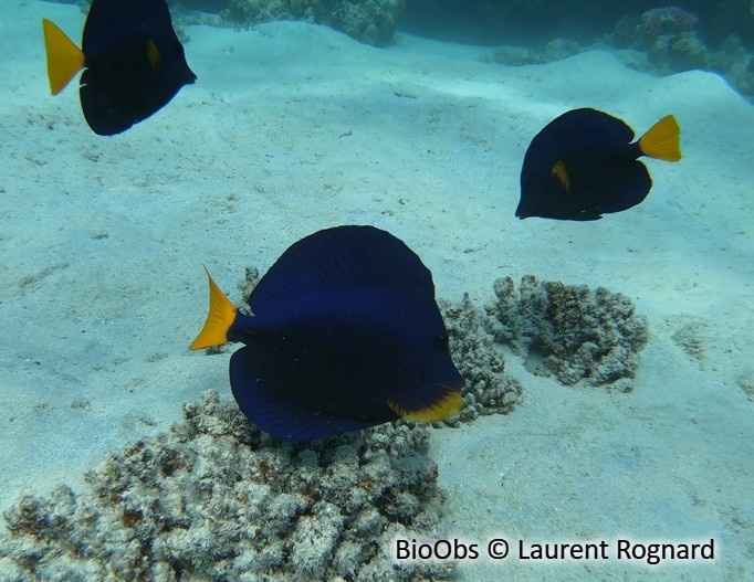 Chirurgien-voile à queue jaune - Zebrasoma xanthurum - Laurent Rognard - BioObs