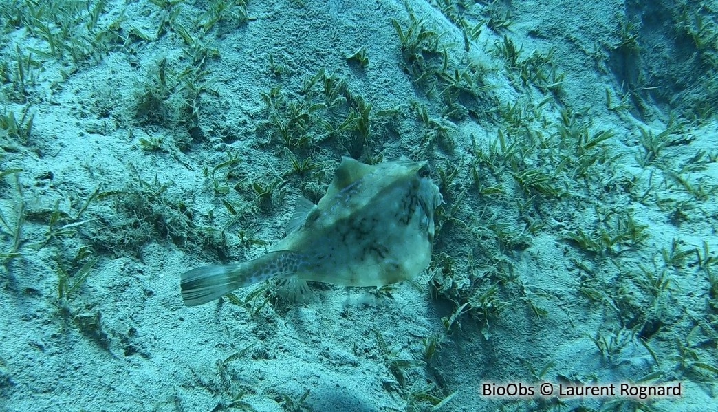 Poisson-coffre à bosse - Tetrosomus gibbosus - Laurent Rognard - BioObs