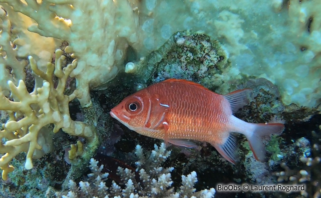 Poisson-écureuil à queue blanche - Sargocentron caudimaculatum - Laurent Rognard - BioObs