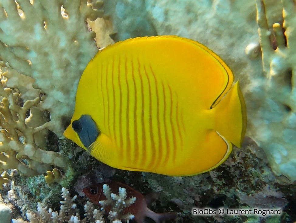 Poisson-papillon jaune - Chaetodon semilarvatus - Laurent Rognard - BioObs