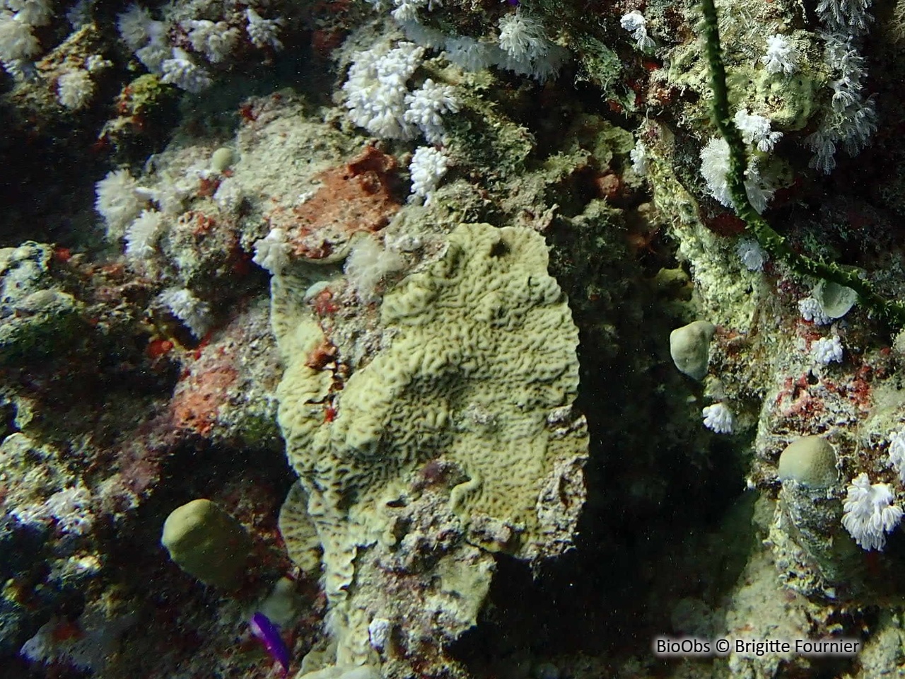 Corail ridé - Coscinaraea monile - Brigitte Fournier - BioObs