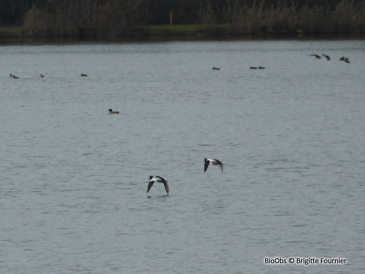 Garrot à oeil d'or - Bucephala clangula - Brigitte Fournier - BioObs