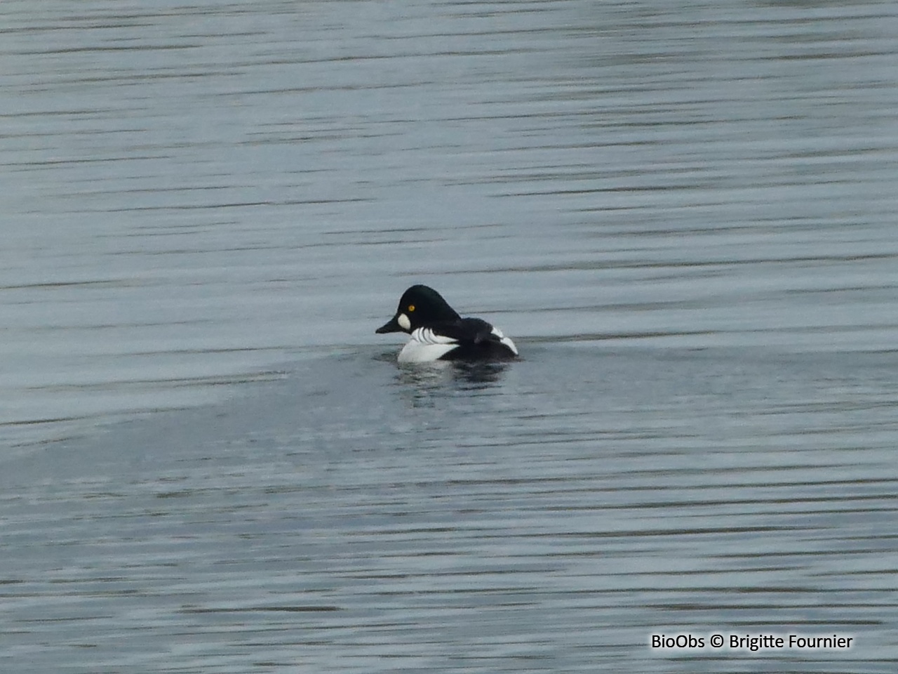 Garrot à oeil d'or - Bucephala clangula - Brigitte Fournier - BioObs